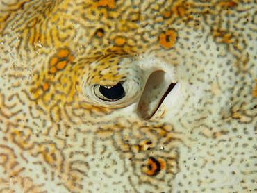Yellow Stingray - Urobatis jamaicensis - Cozumel, Mexico