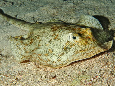 Yellow Stingray - Urobatis jamaicensis - Cozumel, Mexico