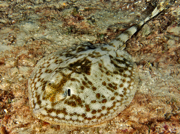 Yellow Stingray - Urobatis jamaicensis - Cozumel, Mexico