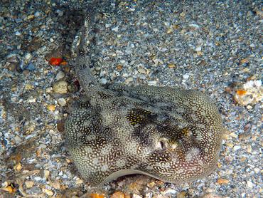 Yellow Stingray - Urobatis jamaicensis - Palm Beach, Florida