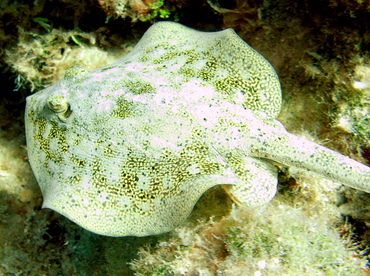 Yellow Stingray - Urobatis jamaicensis - Nassau, Bahamas