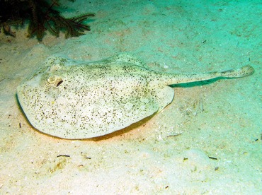 Yellow Stingray - Urobatis jamaicensis - Nassau, Bahamas