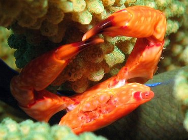 Yellow-Spotted Guard Crab - Trapezia flavopunctata - Lanai, Hawaii