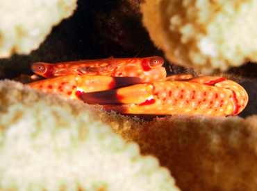 Yellow-Spotted Guard Crab - Trapezia flavopunctata - Big Island, Hawaii