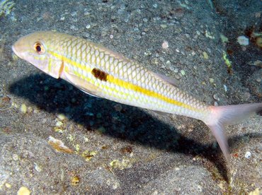 Yellowstripe Goatfish - Mulloidichthys flavolineatus - Big Island, Hawaii