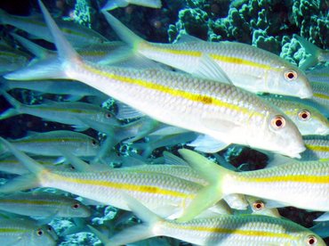 Yellowstripe Goatfish - Mulloidichthys flavolineatus - Big Island, Hawaii