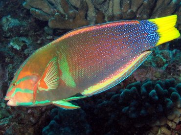 Yellowtail Coris - Coris gaimard - Big Island, Hawaii