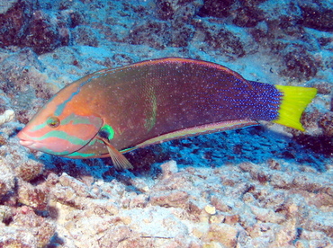 Yellowtail Coris - Coris gaimard - Lanai, Hawaii