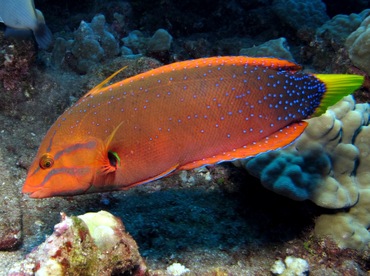 Yellowtail Coris - Coris gaimard - Lanai, Hawaii