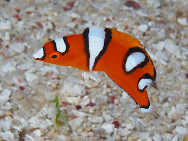 Yellowtail Coris - Coris gaimard - Great Barrier Reef, Australia