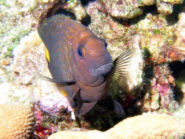 Yellowtail Damselfish - Microspathodon chrysurus - Bonaire