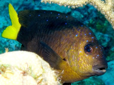 Yellowtail Damselfish - Microspathodon chrysurus - Belize