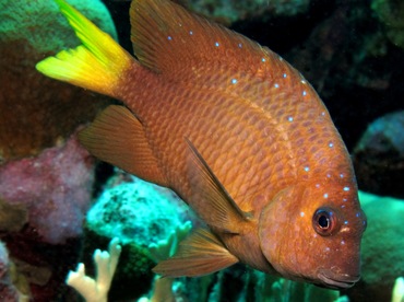 Yellowtail Damselfish - Microspathodon chrysurus - Bonaire