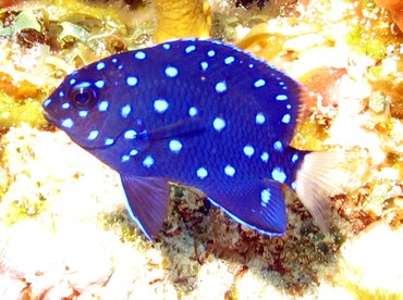 Yellowtail Damselfish - Microspathodon chrysurus - Cozumel, Mexico