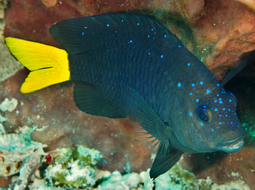 Yellowtail Damselfish - Microspathodon chrysurus - Cozumel, Mexico