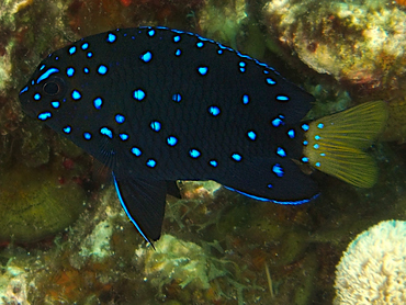 Yellowtail Damselfish - Microspathodon chrysurus - Roatan, Honduras