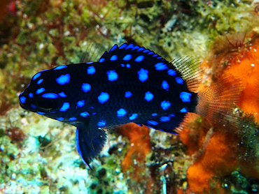 Yellowtail Damselfish - Microspathodon chrysurus - Cozumel, Mexico