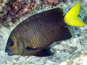 Yellowtail Damselfish - Microspathodon chrysurus - Bonaire