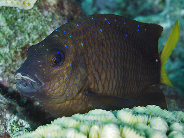 Yellowtail Damselfish - Microspathodon chrysurus - Bonaire