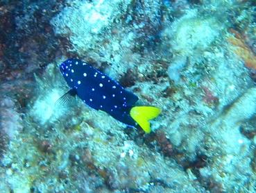 Yellowtail Damselfish - Microspathodon chrysurus - Bimini, Bahamas