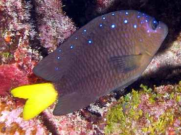 Yellowtail Damselfish - Microspathodon chrysurus - Grand Cayman