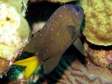 Yellowtail Damselfish - Microspathodon chrysurus - Bonaire