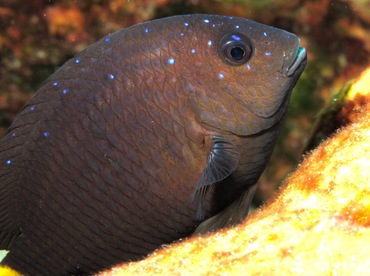 Yellowtail Damselfish - Microspathodon chrysurus - Cozumel, Mexico