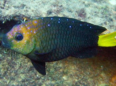 Yellowtail Damselfish - Microspathodon chrysurus - Key Largo, Florida