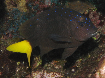 Yellowtail Damselfish - Microspathodon chrysurus - Grand Cayman