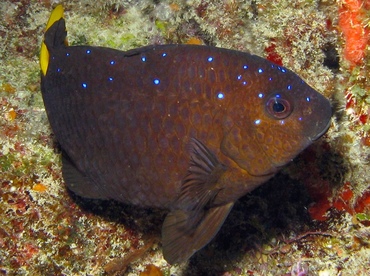 Yellowtail Damselfish - Microspathodon chrysurus - Belize