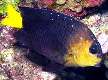 Yellowtail Damselfish - Microspathodon chrysurus - Grand Cayman