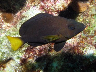 Yellowtail Hamlet - Hypoplectrus chlorurus - Bonaire