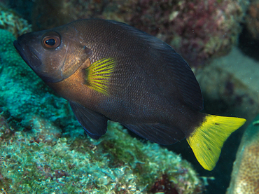 Yellowtail Hamlet - Hypoplectrus chlorurus - Bonaire