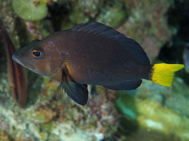 Yellowtail Hamlet - Hypoplectrus chlorurus - Bonaire