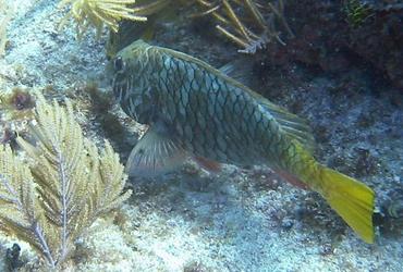 Yellowtail Parrotfish - Sparisoma rubripinne - Key Largo, Florida