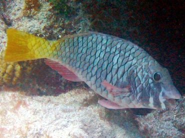 Yellowtail Parrotfish - Sparisoma rubripinne - Key Largo, Florida