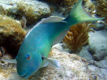 Yellowtail Parrotfish - Sparisoma rubripinne - Key Largo, Florida