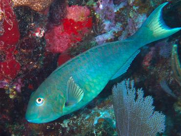 Yellowtail Parrotfish - Sparisoma rubripinne - British Virgin Islands