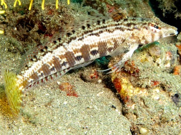 Sharpnose Sandperch - Parapercis cylindrica - Dumaguete, Philippines