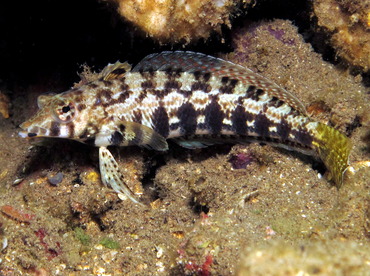 Sharpnose Sandperch - Parapercis cylindrica - Dumaguete, Philippines