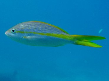 Yellowtail Snapper - Ocyurus chrysurus - Key Largo, Florida