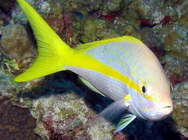 Yellowtail Snapper - Ocyurus chrysurus - Grand Cayman