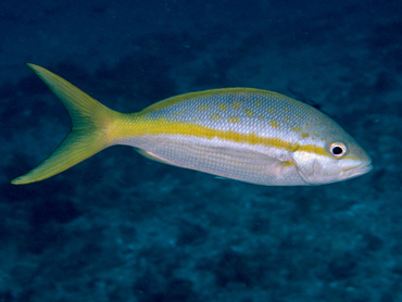 Yellowtail Snapper - Ocyurus chrysurus - Palm Beach, Florida