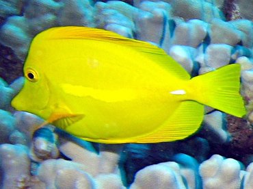 Yellow Tang - Zebrasoma flavescens - Lanai, Hawaii