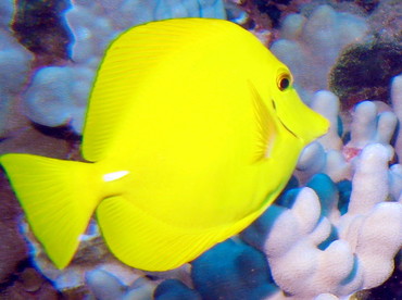 Yellow Tang - Zebrasoma flavescens - Lanai, Hawaii