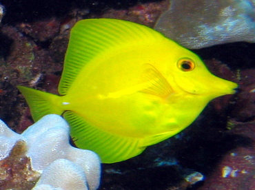 Yellow Tang - Zebrasoma flavescens - Lanai, Hawaii