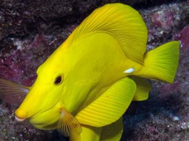 Yellow Tang - Zebrasoma flavescens - Lanai, Hawaii