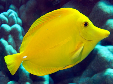 Yellow Tang - Zebrasoma flavescens - Big Island, Hawaii