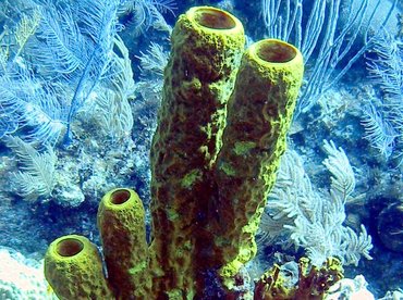 Yellow Tube Sponge - Aplysina fistularis - Little Cayman