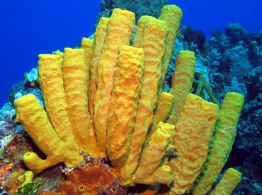 Yellow Tube Sponge - Aplysina fistularis - Cozumel, Mexico